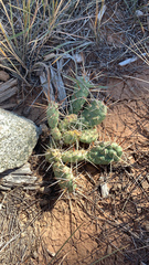 Opuntia fragilis