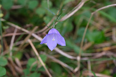 Campanula rotundifolia