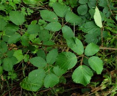 Rubus incurvatiformis