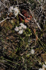 Agathosma gonaquensis