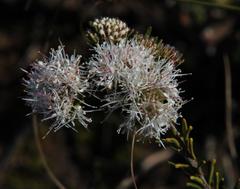 Agathosma gonaquensis