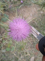 Onopordum macracanthum