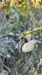 Oncopeltus fasciatus