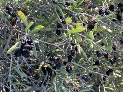 Nitraria schoberi