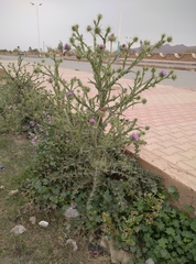 Onopordum macracanthum