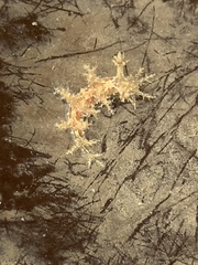 Dendronotus venustus image