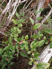 Cotoneaster bullatus