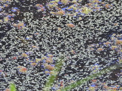 Wolffia brasiliensis