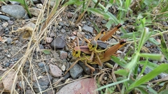 Brachystola behrensii