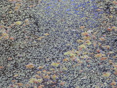 Wolffia brasiliensis