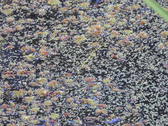 Wolffia brasiliensis