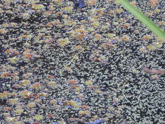 Wolffia brasiliensis