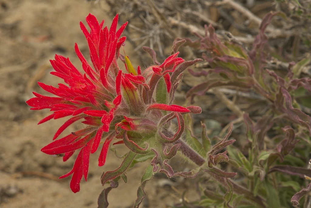 wavyleaf paintbrush