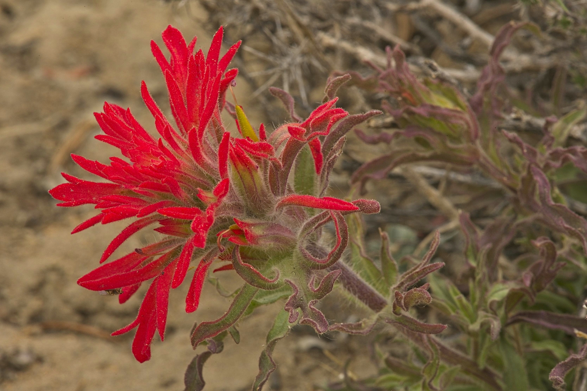 Castilleja applegatei