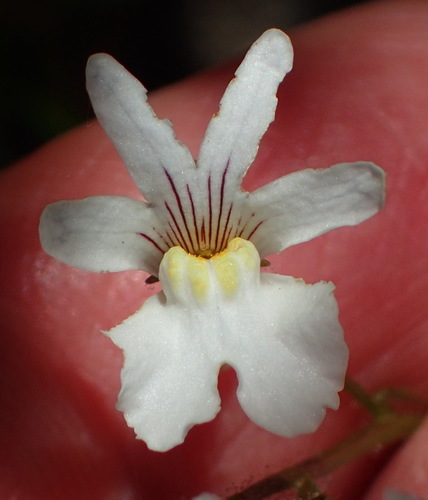Image of Nemesia bicornis by (c) Nicola van Berkel, some rights reserved (CC BY-SA)
