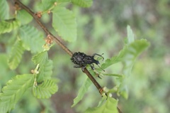 Megalometis spinifer