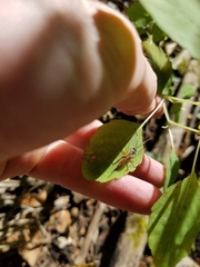 Mesostenus thoracicus