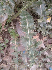 Onopordum macracanthum