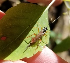 Mesostenus thoracicus