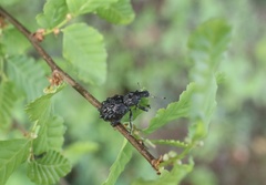 Megalometis spinifer