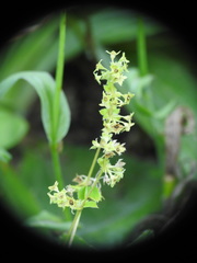 Alchemilla conjuncta