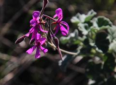 Pelargonium reniforme