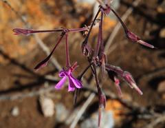 Pelargonium reniforme