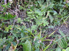 Alchemilla conjuncta