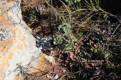 Pelargonium reniforme