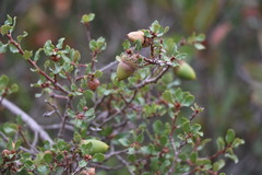 Quercus dumosa
