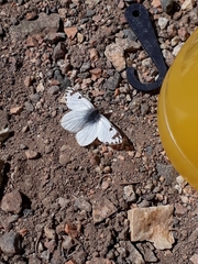 Phulia nymphula