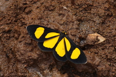 Cyllopodini