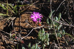 Curio crassulifolius