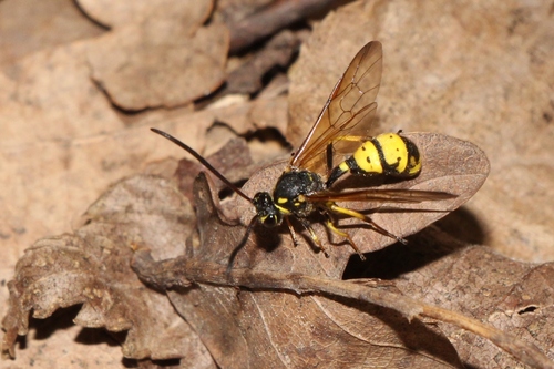 Sphinctus serotinus