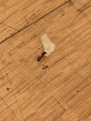 Formicoidea