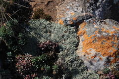 Curio crassulifolius