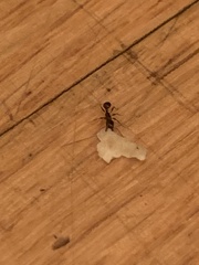 Formicoidea