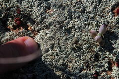 Curio crassulifolius