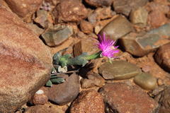 Ruschia vanderbergiae
