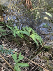 Sticherus quadripartitus