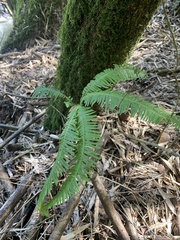 Sticherus quadripartitus