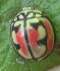 Cheilomenes bidentata