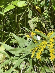 Polistes parametricus