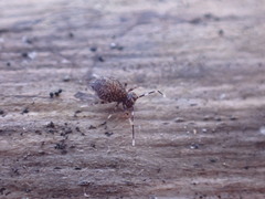 Ptenothrix italica