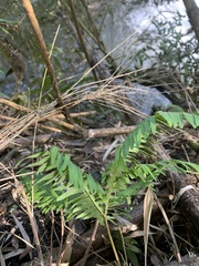 Sticherus quadripartitus