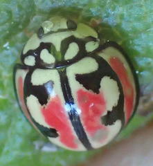 Cheilomenes bidentata