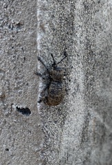 Aegorhinus superciliosus