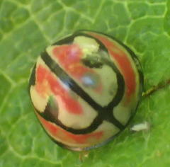 Cheilomenes bidentata