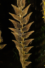 Heliconia xanthovillosa