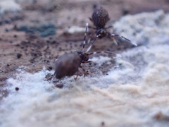 Ptenothrix italica
